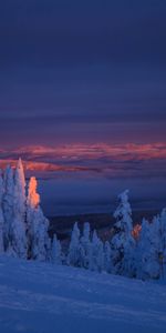 Invierno,Árboles,Nevado,Cubierto De Nieve,Naturaleza,Nieve,Oscuridad,Paisaje,Crepúsculo