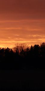 Trees,Dusk,Sunset,Twilight,Dark,Silhouettes