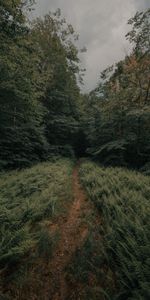 Forêt,Fougères,Nature,Arbres,Chemin