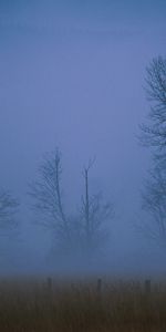 Brouillard,Domaine,Soir,Envelopper,Nature,Arbres,Champ,Linceul,Brume