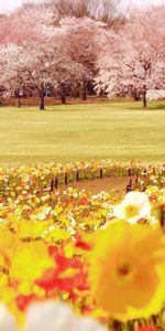 Trees,Field,Nature,Flowers,Tulips