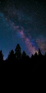 Trees,Fir,Spruce,Universe,Stars,Night,Nebula