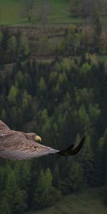 Trees,Flight,Animals,Bird,Forest,Eagle