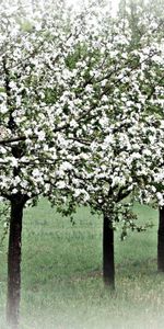 Naturaleza,Florecer,Floración,Primavera,Árboles De Manzana,Manzanos,Árboles,Jardín