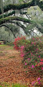 Trees,Flowers,Roads,Plants,Landscape