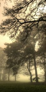 Brouillard,Branches,Épais,Sinistre,Arbres,Branche,Nature,Vide,Flippant