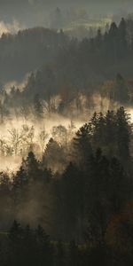 Trees,Fog,Branches,Nature,Dark,Forest