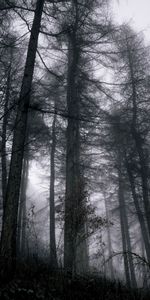 Nature,Forêt,Branches,Brouillard,Arbres,Le Noir,Sombre