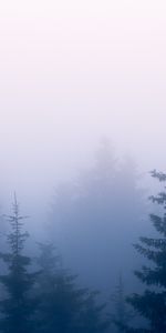 Trees,Fog,Branches,Nature,Sky