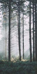 Brouillard,Branches,Épicéa,Sapin,Nature,Forêt,Arbres