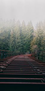 Trees,Fog,Bridge,Miscellanea,Forest,Miscellaneous