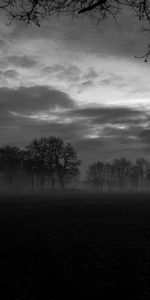 Trees,Fog,Bw,Dark,Chb,Landscape