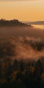 Nature,Brouillard,Dahl,Distance,Forêt,Arbres