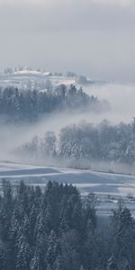 Trees,Fog,Fir,Winter,Nature,Snow,Switzerland