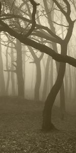 Trees,Fog,Haze,Bends,Greyness,Grayness,Nature,Forest,Trunks,Gloomy