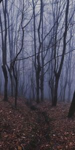 Trees,Fog,Haze,Nature,Forest