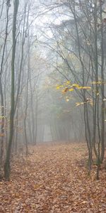 Otoño,Naturaleza,Árboles,Bosque,Niebla