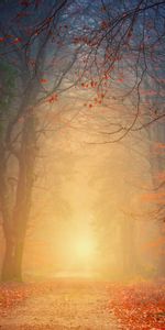 Trees,Fog,Nature,Foliage,Autumn,Forest