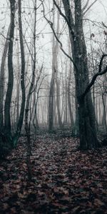 Brouillard,Nature,Forêt,Arbres,Automne