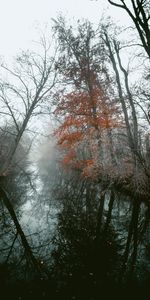 Trees,Fog,Nature,Rivers,Autumn,Landscape