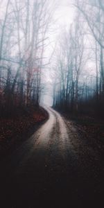 Nature,Brouillard,Forêt,Chemin,Arbres,Automne