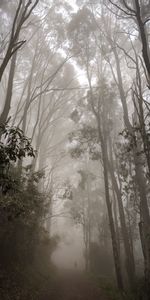 Naturaleza,Árboles,Camino,Bosque,Niebla,Calina,Neblina