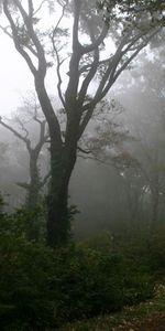 Trees,Fog,Path,Morning,Trail,Haze,Mystery,Nature,Mysticism,Forest,Secret,Mystic