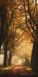 Camino,Callejón,Niebla,Naturaleza,Árboles,Otoño