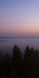 Trees,Fog,Spruce,Fir,Dusk,Nature,Twilight