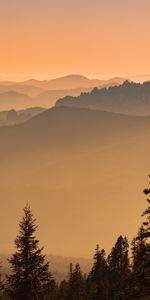 Nature,Épicéa,Collines,Les Collines,Brouillard,Sapin,Arbres