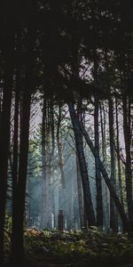 Forêt,Brouillard,Nature,Arbres,Lumière Du Soleil,Aube