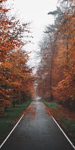 Trees,Fog,Track,Nature,Autumn