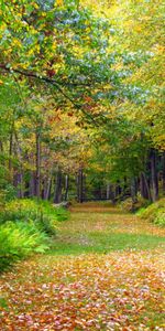 Árboles,Naturaleza,Follaje,Otoño