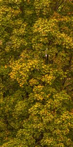 Trees,Foliage,Nature,Autumn