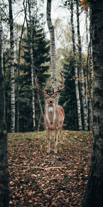 Arbres,Animal,Forêt,Cornes,Animaux,Cerf