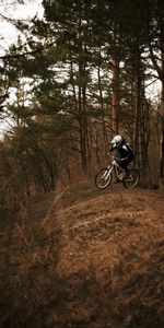 Árboles,Bosque,Bicicleta,Ciclista,Deportes