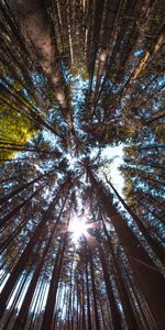 Trees,Forest,Branches,Bark,Bottom View,Nature,Trunks