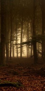 Branches,Branche,Nature,Arbres,Forêt,Brume