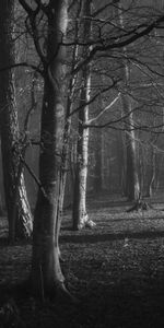 Árboles,Bosque,Sucursales,Ramas,Bw,Naturaleza,Chb