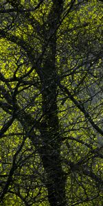 Arbres,Nature,Branches,Forêt,Feuilles