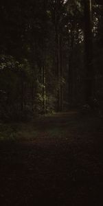 Trees,Forest,Branches,Path,Dark