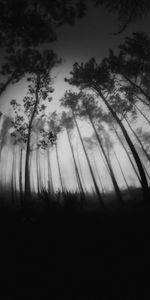 Trees,Forest,Bw,Nature,Fog,Chb