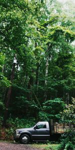 Trees,Forest,Cars,Suv