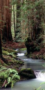 Trees,Forest,Creek,Brook,Water,Trunks,Nature