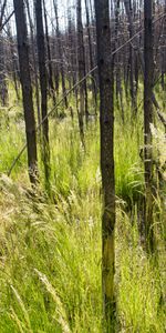 Árboles,Bosque,Oreja,Oído,Naturaleza,Hierba