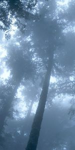 Naturaleza,Árboles,Bosque,Niebla,Corona,Coronas