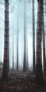 Trees,Forest,Fog,Haze,Nature