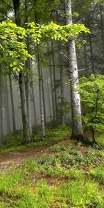 Trees,Forest,Fog,Haze,Nature,Outskirts,Edge