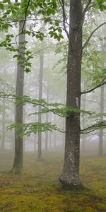 Trees,Forest,Fog,May,Spring,Nature