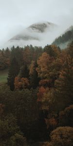 Trees,Forest,Fog,Nature,Autumn